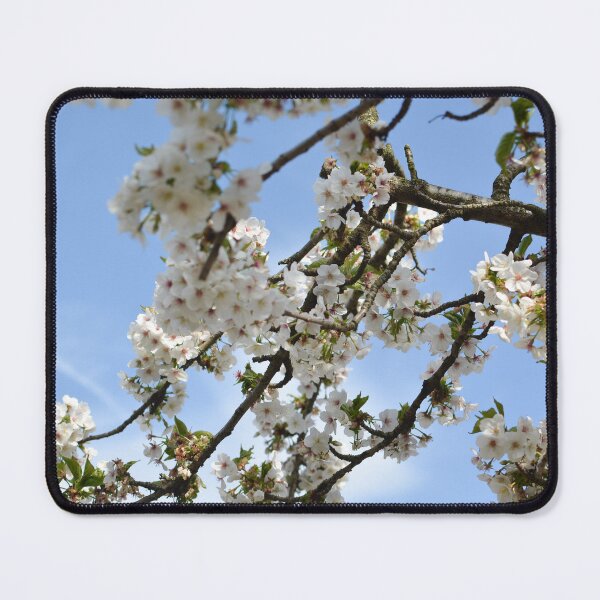 Item preview, Early Cherry Blossoms designed and sold by Yushi7.