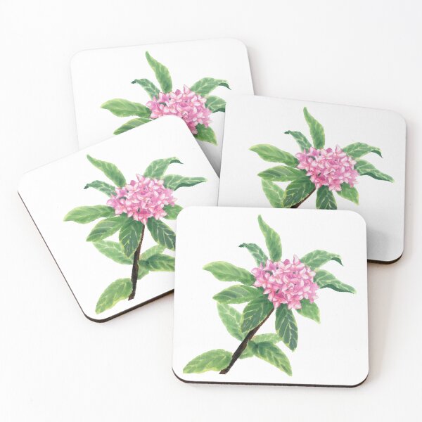 Item preview, February 10th birthday flower Winter Daphne designed and sold by birthflower.