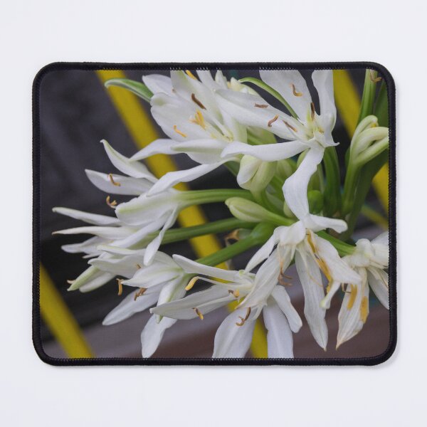 Item preview, Cardwell Lily or Brisbane Lily designed and sold by ROSE ANN BANILAR.