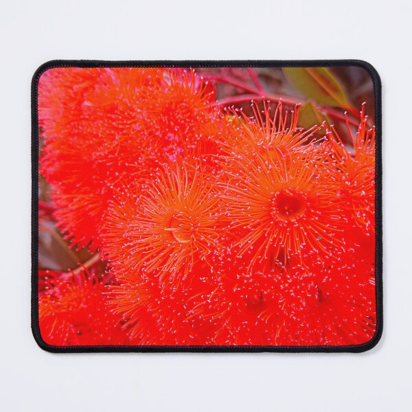Item preview, Brilliant Red Flowering Gum Tree designed and sold by jaynerushton.