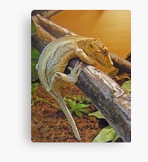 Lienzo Gargoyle gecko