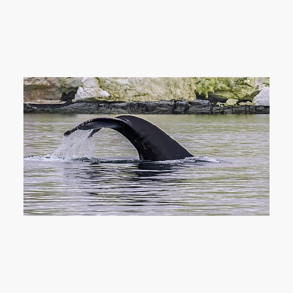 Item preview, Waterfall Tail designed and sold by Jan Fijolek.