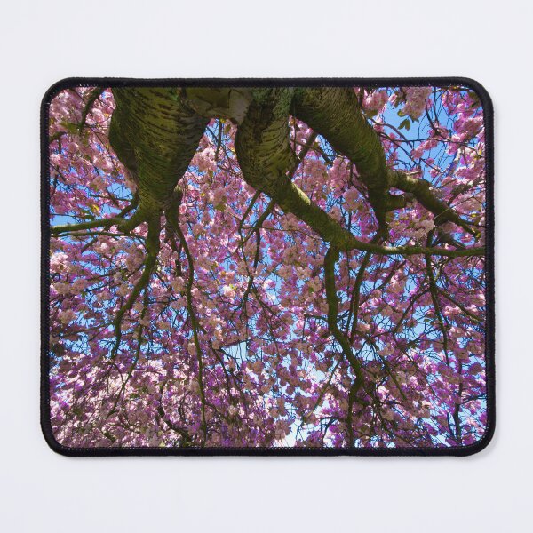 Item preview, Harrogate Cherry Blossom Tree designed and sold by Alisonchambers2.