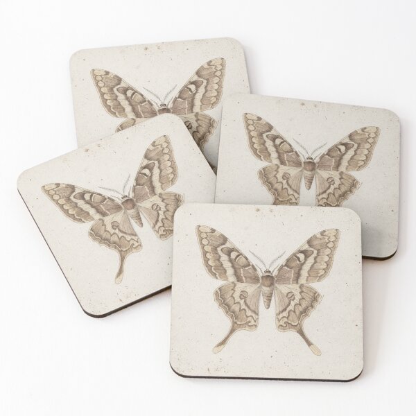 Item preview, Vintage Moth Specimen Study Natural History Print designed and sold by PictorialWhimsy.