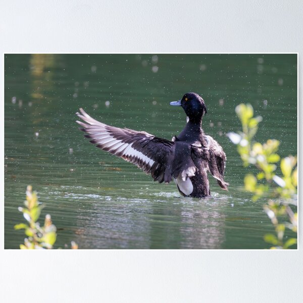 Item preview, Tufted Duck - Original Photograph designed and sold by Ela.noa.
