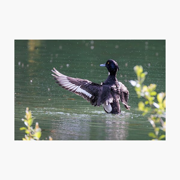 Item preview, Tufted Duck - Original Photograph designed and sold by Ela.noa.