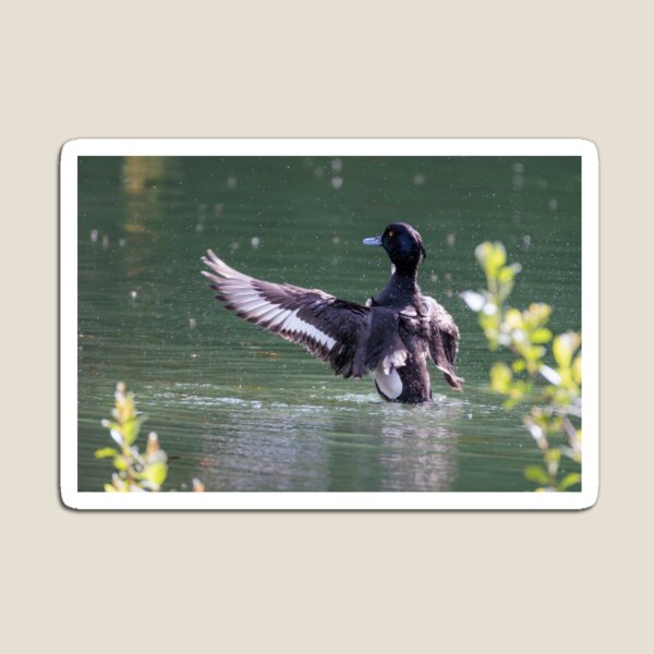 Item preview, Tufted Duck - Original Photograph designed and sold by Ela.noa.
