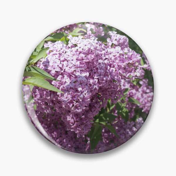 Item preview, Vivid Fragrant Lilac Bush Blooming in the Sunshine designed and sold by Georgia Mizuleva.