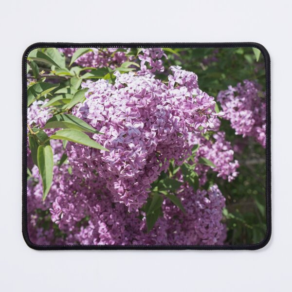 Item preview, Vivid Fragrant Lilac Bush Blooming in the Sunshine designed and sold by Georgia Mizuleva.