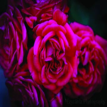 Artwork thumbnail, Pink Roses by Leonie Morris