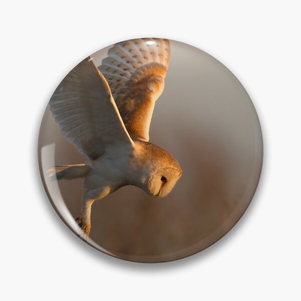Artikelvorschau, Schleiereulenjagd im goldenen Licht entworfen und verkauft von Scott-Tilley Photography.