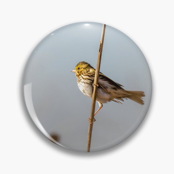Item preview, Savannah Sparrow in Golden Morning Light designed and sold by Debra Martz.