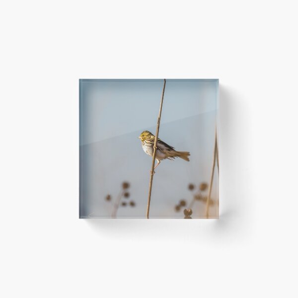 Item preview, Savannah Sparrow in Golden Morning Light designed and sold by Debra Martz.