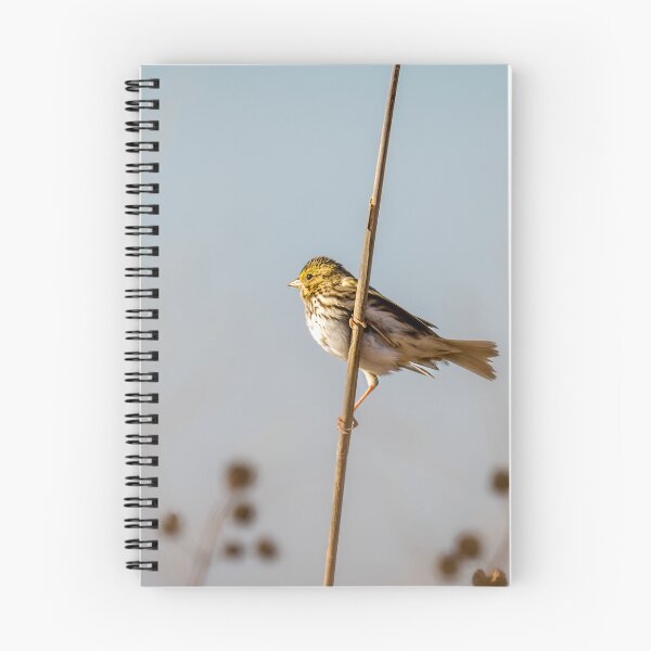Item preview, Savannah Sparrow in Golden Morning Light designed and sold by Debra Martz.