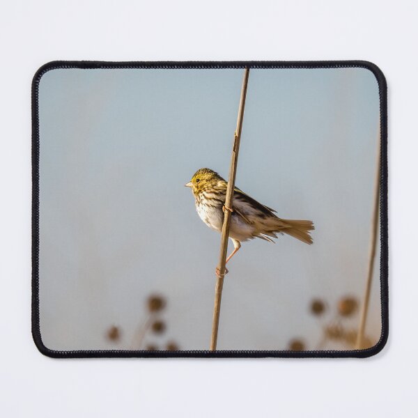 Item preview, Savannah Sparrow in Golden Morning Light designed and sold by Debra Martz.