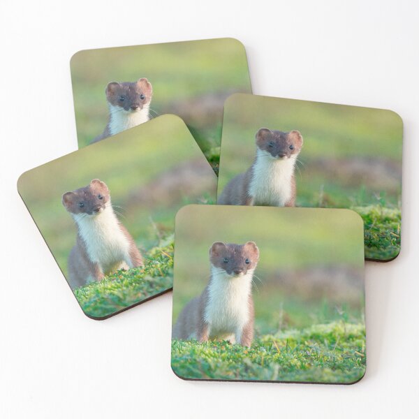Item preview, A stoat on the alert! designed and sold by Scott-Tilley Photography.