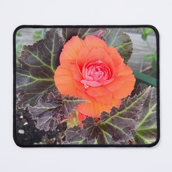 Item preview, vibrant begonia designed and sold by toothpirate.