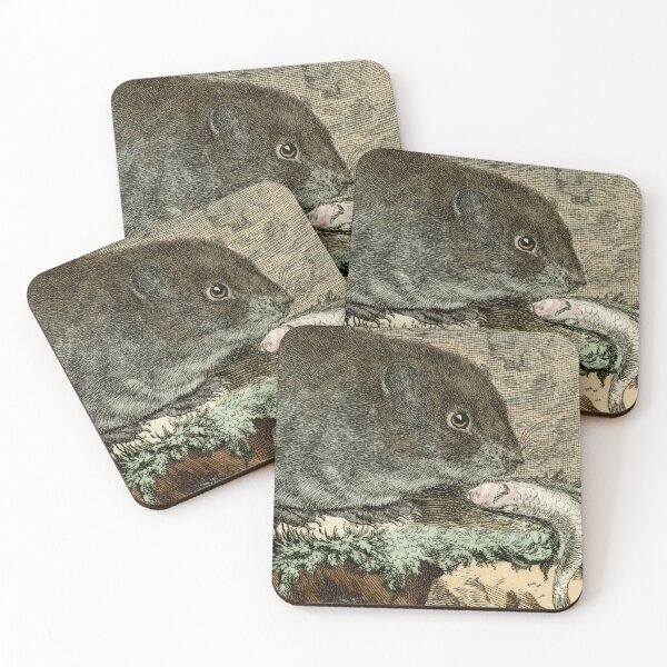 Item preview, Water vole, drawn 1780 for natural history study designed and sold by TerryKerrImages.