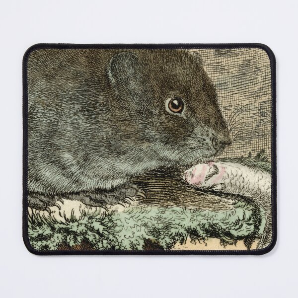 Item preview, Water vole, drawn 1780 for natural history study designed and sold by TerryKerrImages.