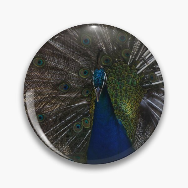Item preview, Majestic Male Peacock Displaying Colorful Plumage and Iridescent Feathers in Full Fan designed and sold by Nmallia.