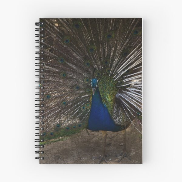 Item preview, Majestic Male Peacock Displaying Colorful Plumage and Iridescent Feathers in Full Fan designed and sold by Nmallia.