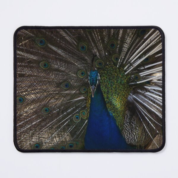 Item preview, Majestic Male Peacock Displaying Colorful Plumage and Iridescent Feathers in Full Fan designed and sold by Nmallia.
