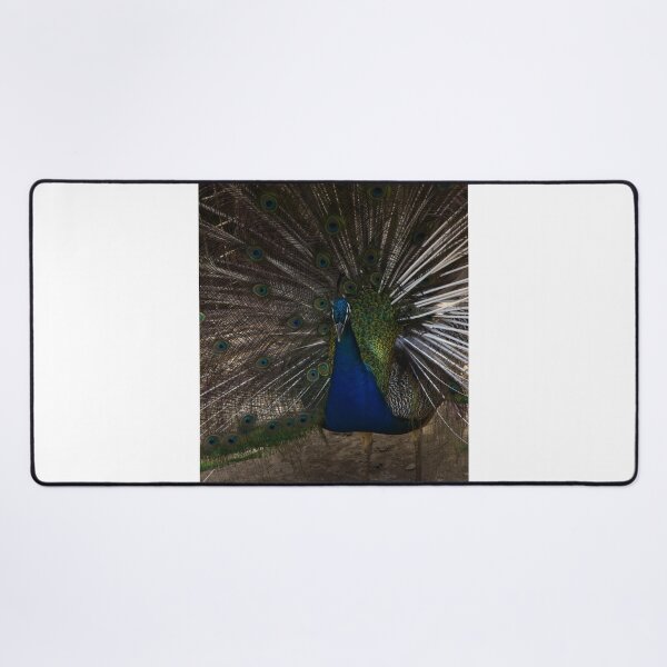Item preview, Majestic Male Peacock Displaying Colorful Plumage and Iridescent Feathers in Full Fan designed and sold by Nmallia.