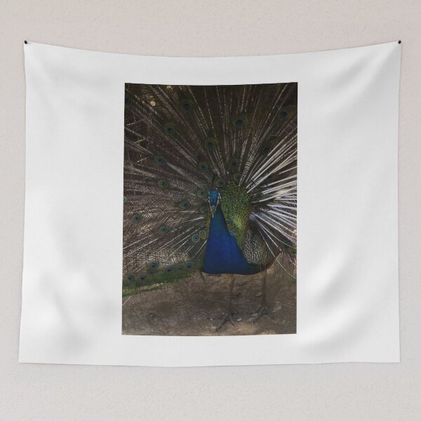 Item preview, Majestic Male Peacock Displaying Colorful Plumage and Iridescent Feathers in Full Fan designed and sold by Nmallia.