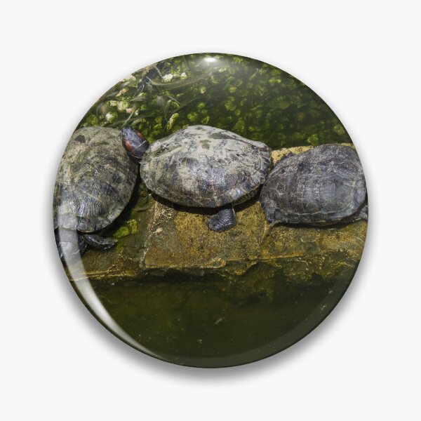 Item preview, Turtles Basking Together On A Stone Ledge In A Green Pond On A Sunny Day designed and sold by Nmallia.