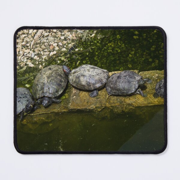Item preview, Turtles Basking Together On A Stone Ledge In A Green Pond On A Sunny Day designed and sold by Nmallia.