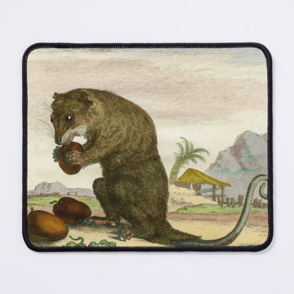 Item preview, Possum drawn in 1780 for Comte de Buffon designed and sold by TerryKerrImages.