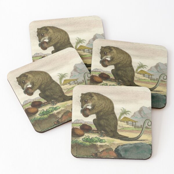 Item preview, Female possum with food, drawn in 18th century designed and sold by TerryKerrImages.