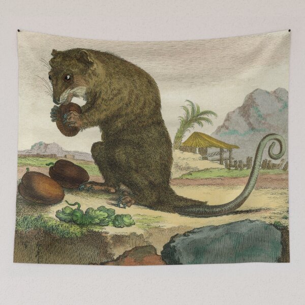 Item preview, Female possum with food, drawn in 18th century designed and sold by TerryKerrImages.