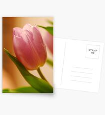 Gentle Tulip Postcards