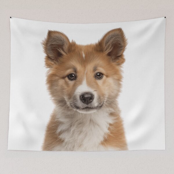 Item preview, Adorable Icelandic Sheepdog puppy for Cute Icelandic Spitz puppy lovers designed and sold by LazyOwlStore.