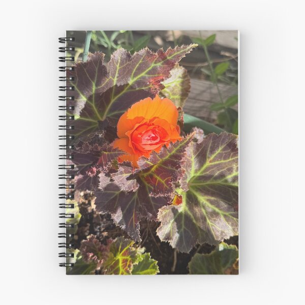 Item preview, peeking bright begonia designed and sold by toothpirate.