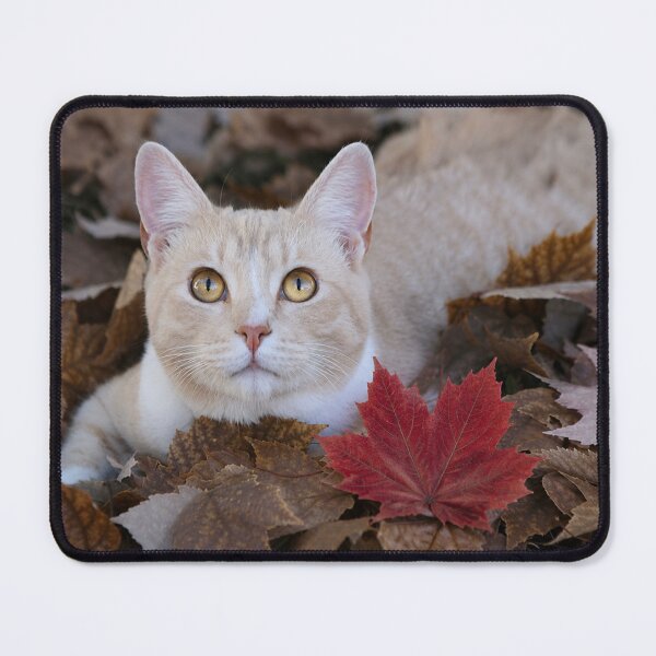 Item preview, Autumn Eyes designed and sold by Kimberly Palmer.