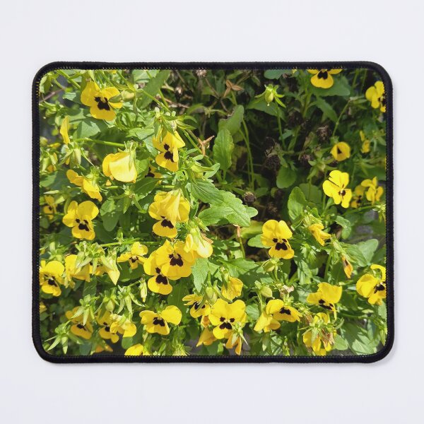 Item preview, Bright Yellow Pansy Flowers Blooming in Garden Sunlight designed and sold by PhuongVoArt.