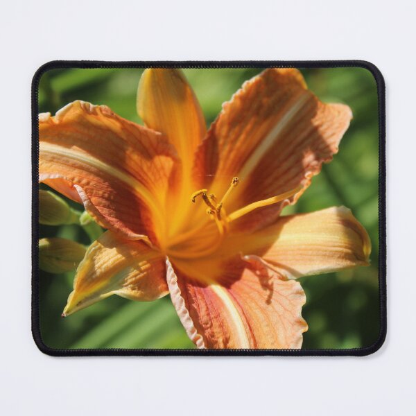 Item preview, Golden glow daylily- Soft nature photography designed and sold by Cha-s-lens.