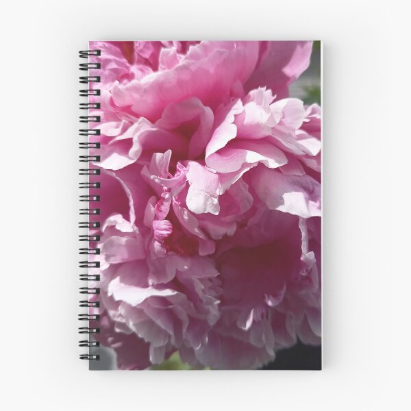 Item preview, Soft Pink Peony Blossom Macro in Natural Sunlight designed and sold by PhuongVoArt.