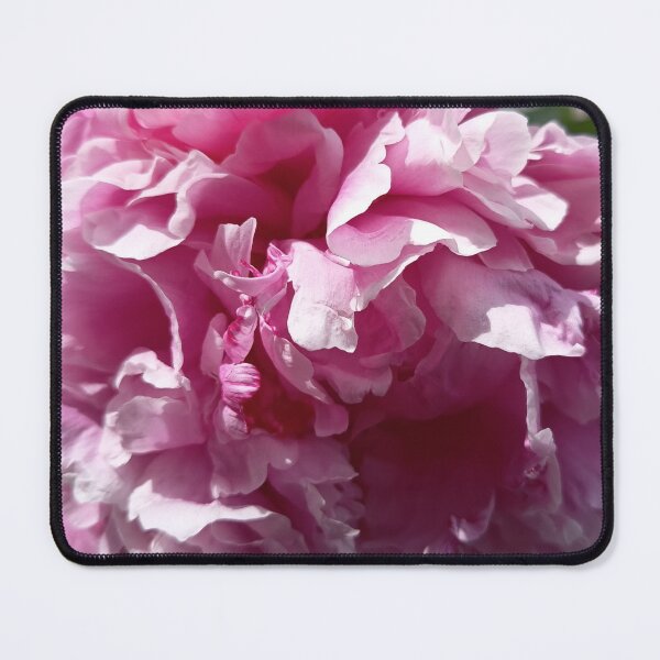 Item preview, Soft Pink Peony Blossom Macro in Natural Sunlight designed and sold by PhuongVoArt.