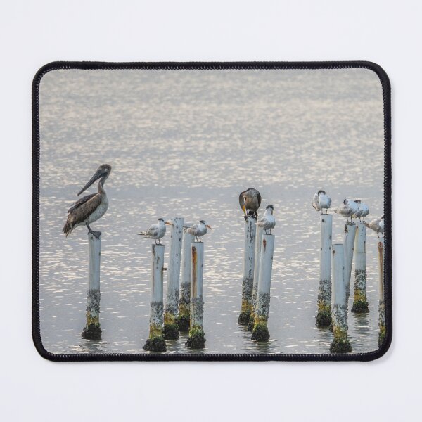 Item preview, Sea Bird Section designed and sold by CopperSkyPhoto.