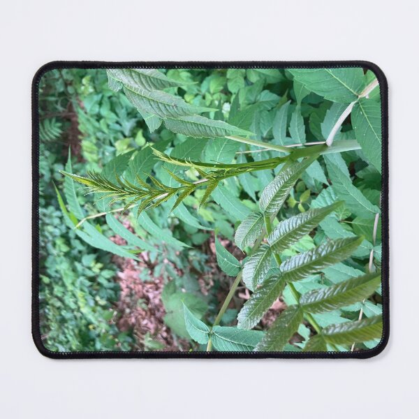 Item preview, Forest Edge Plants designed and sold by Amanda1775.