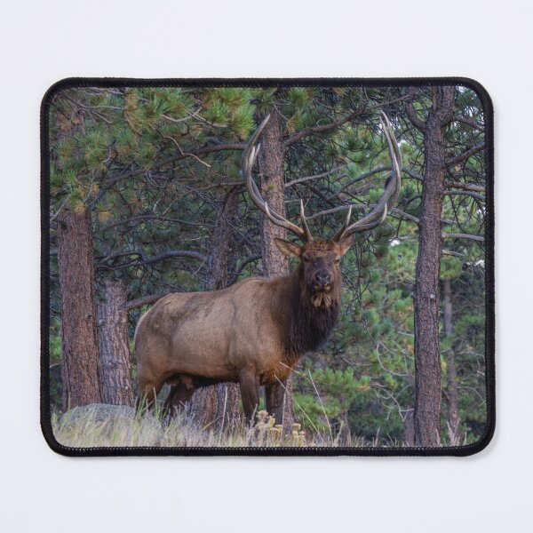 Item preview, Bull Elk Portrait designed and sold by CopperSkyPhoto.