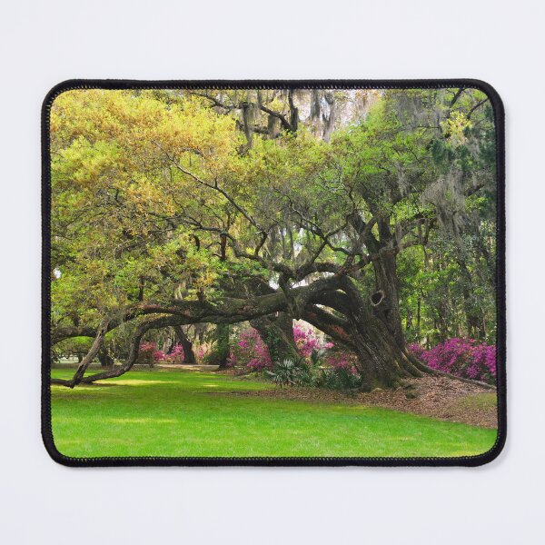 Item preview, Oak Trees And Azalea's Magnolia Plantation Gardens designed and sold by LisaWootenPhoto.