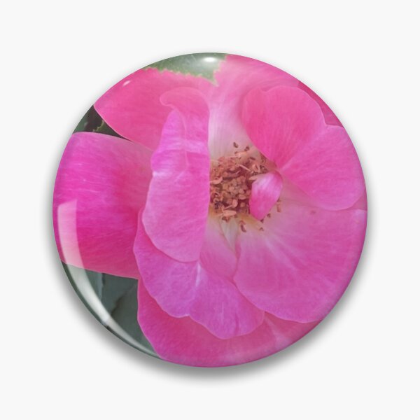 Item preview, Vibrant Pink Knockout Rose Blooming designed and sold by greyforaday.