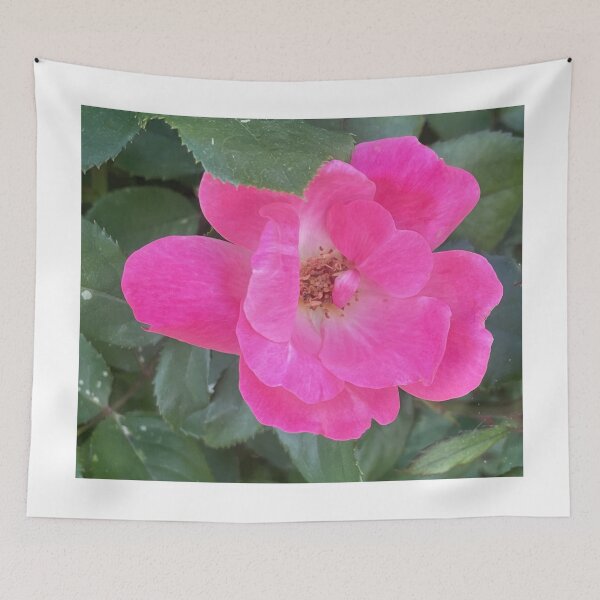 Item preview, Vibrant Pink Knockout Rose Blooming designed and sold by greyforaday.