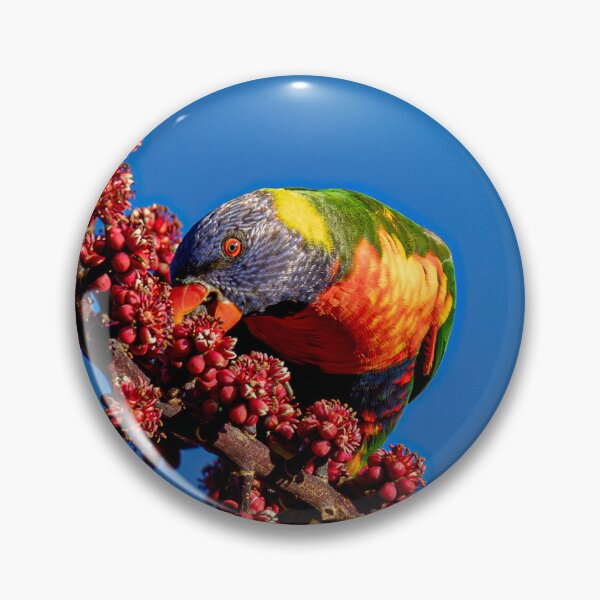 Item preview, Rainbow Lorrikeet snacking designed and sold by swirvi.