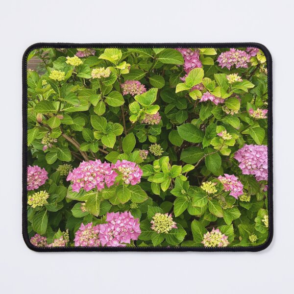 Item preview, Pink hydrangea flowers blooming in a summer garden designed and sold by PhuongVoArt.