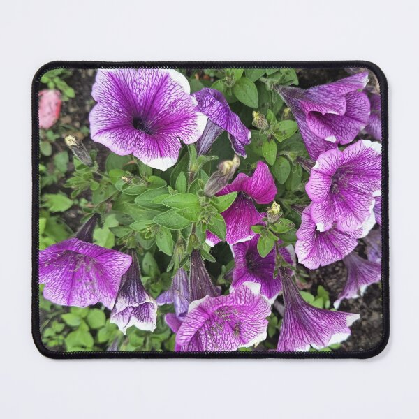 Item preview, Purple petunia flowers blooming in a garden designed and sold by PhuongVoArt.